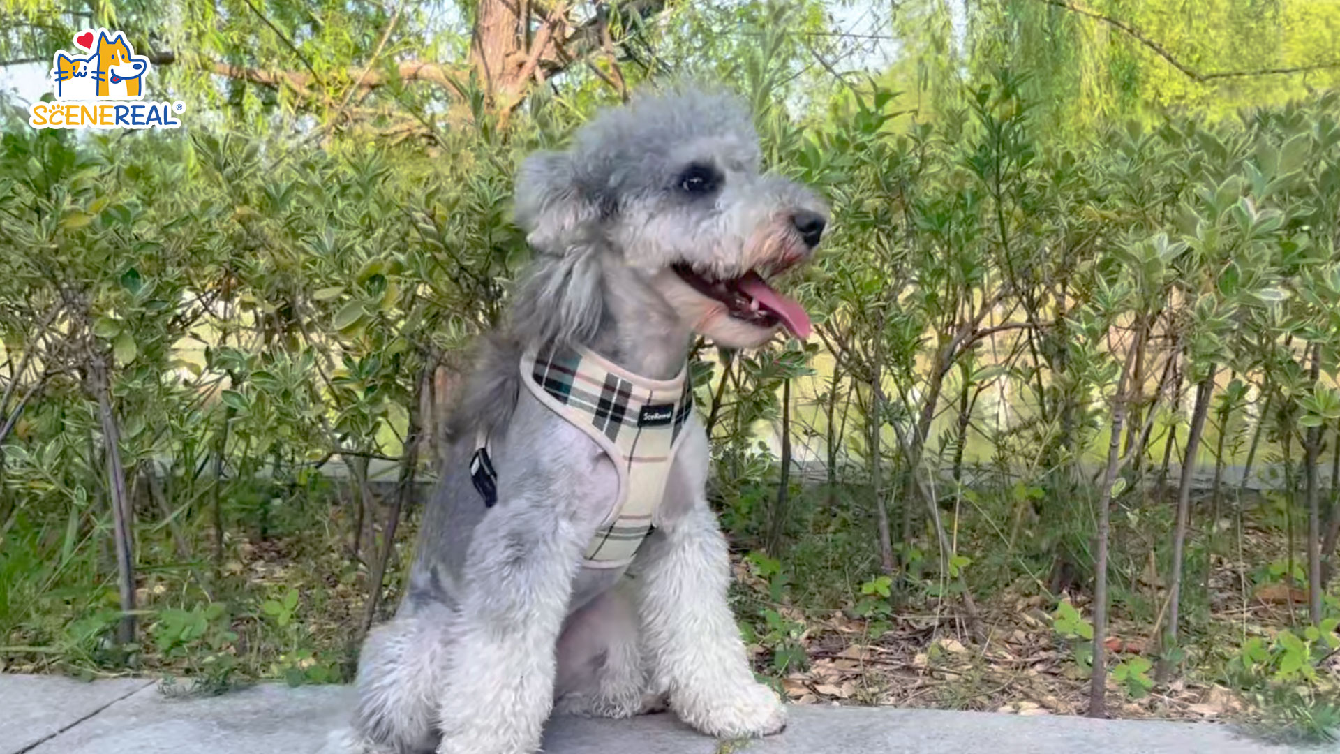 Amazon.com : SCENEREAL Puppy Dog Harness with Leash Set for Small